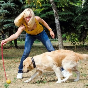 Жесткий мяч ø6 см «Cheerful Pet» для золотистого голден ретривера